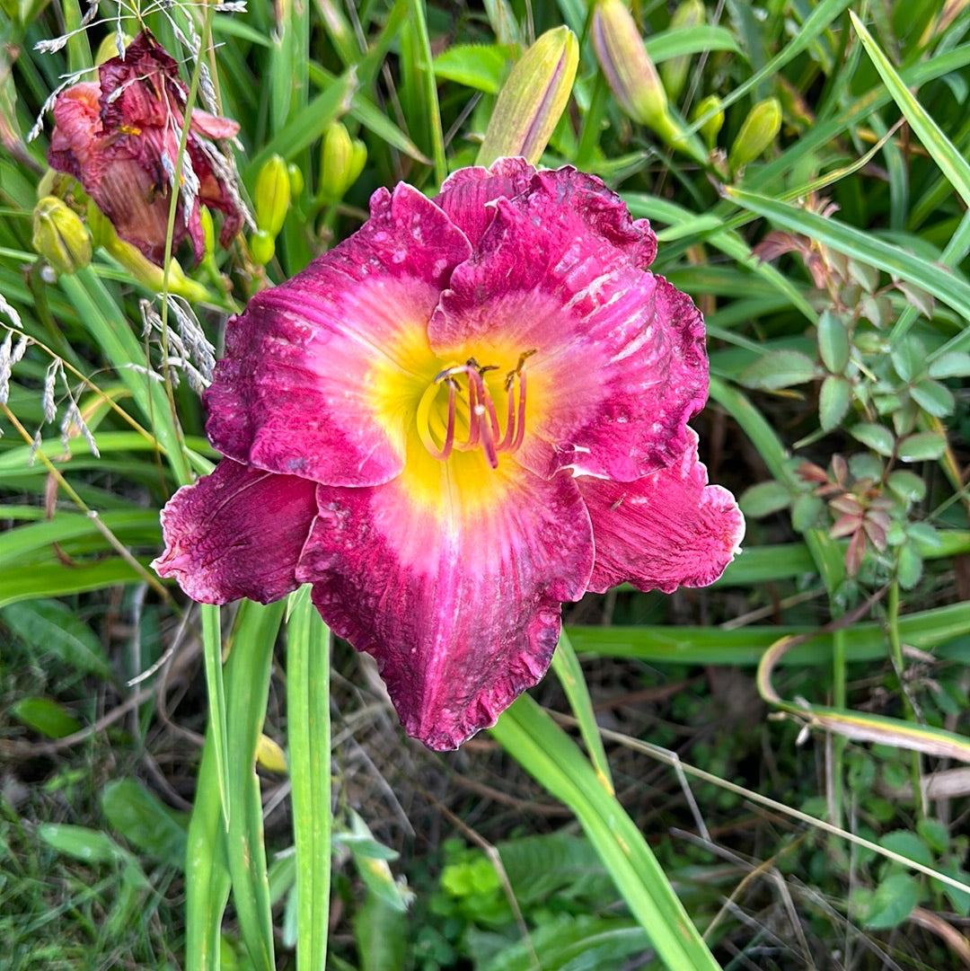 Lexington Avenue, perennial Daylily