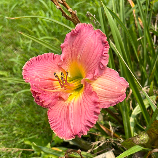 Absolute treasure, perennial Daylily