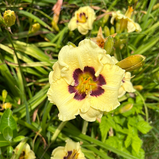 Siloam doodlebug, perennial daylily