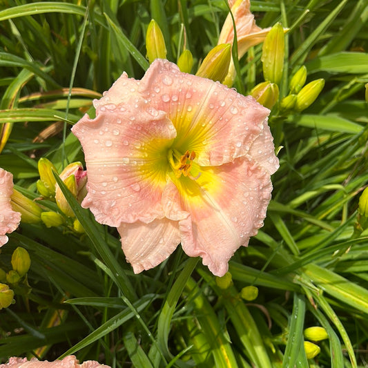 Behold the heavens, perennial Daylily