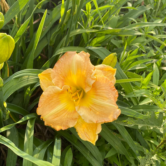 Marmalade skies, perennial Daylily