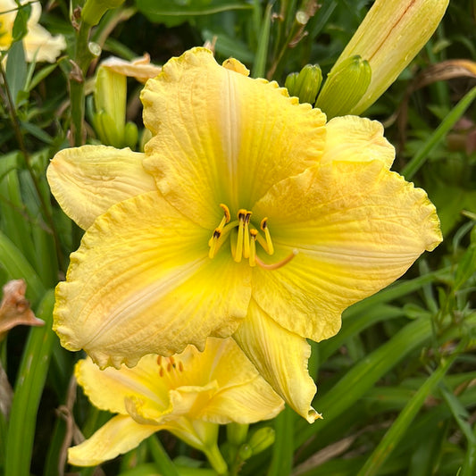 What me worry, perennial Daylily