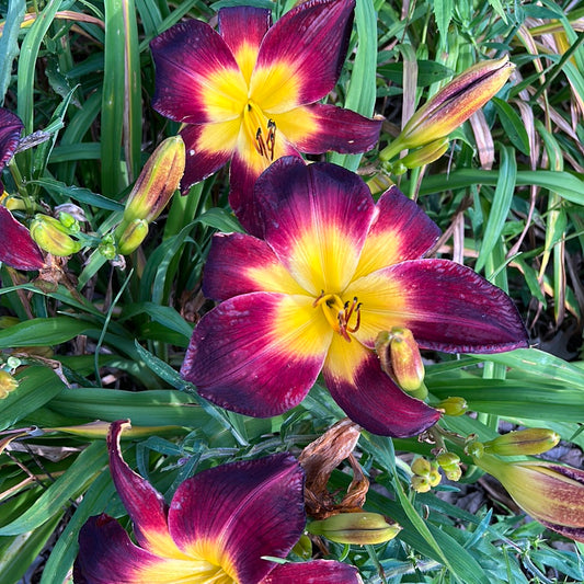 Persian Ruby, perennial Daylily