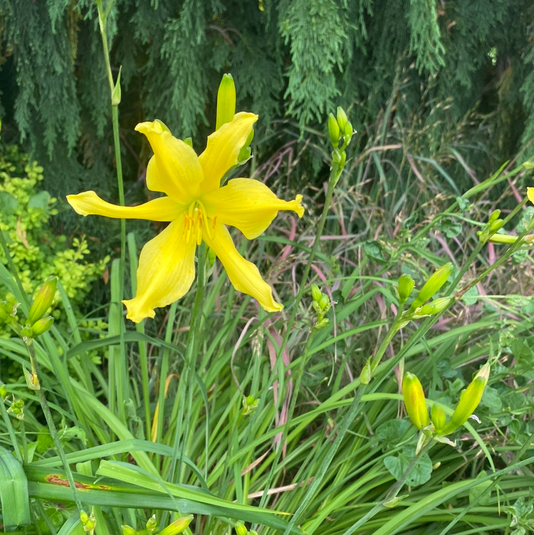 Itsy-bitsy spider perennial Daylily