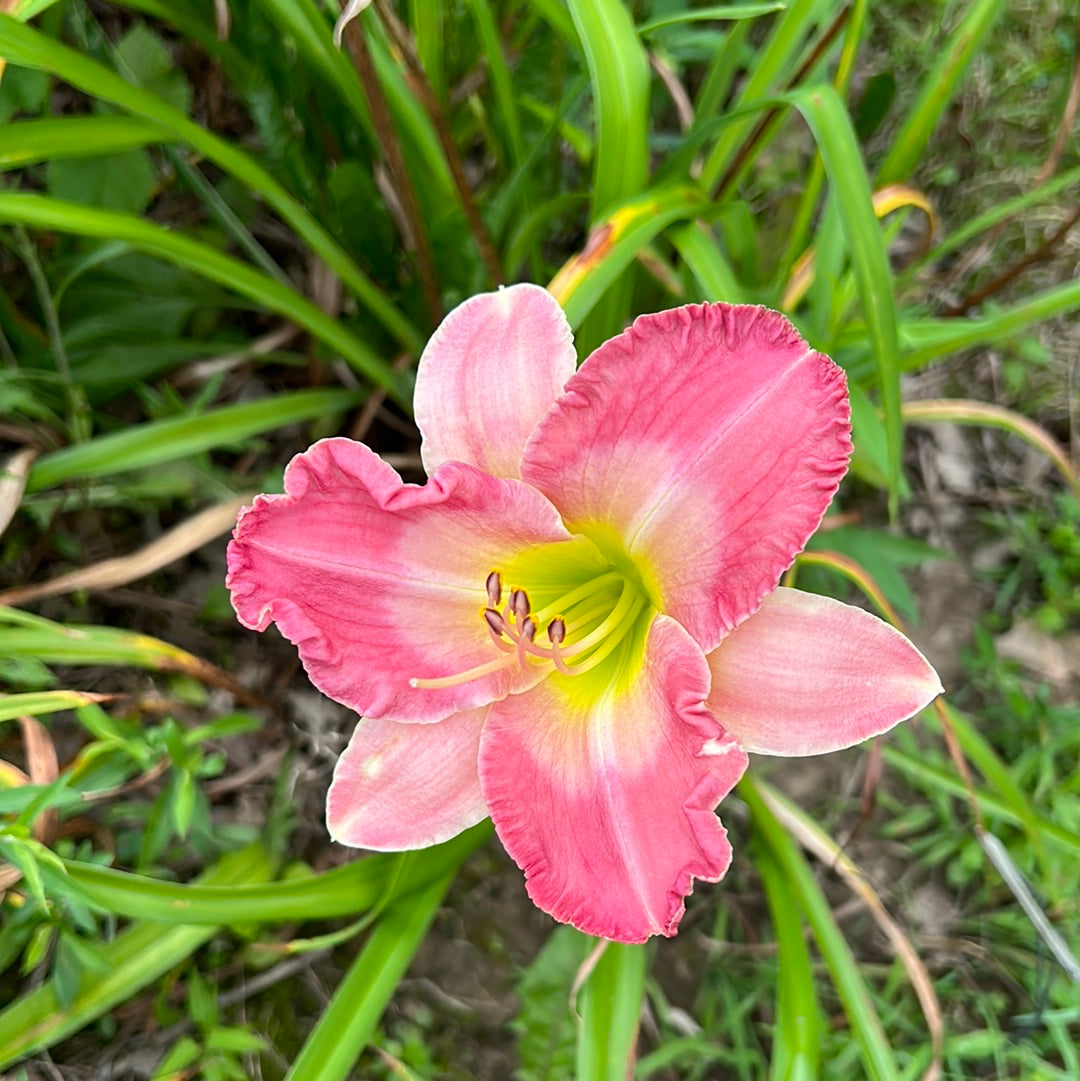 Bored Housewife Daylily Perennial Plant