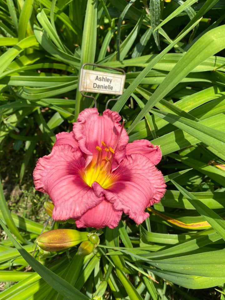 Ashley Danielle Daylily Perennial Plant