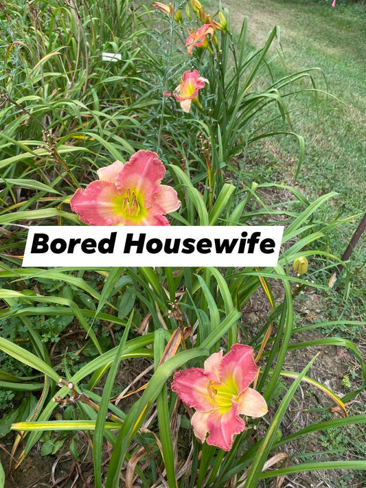 Bored Housewife Daylily Perennial Plant