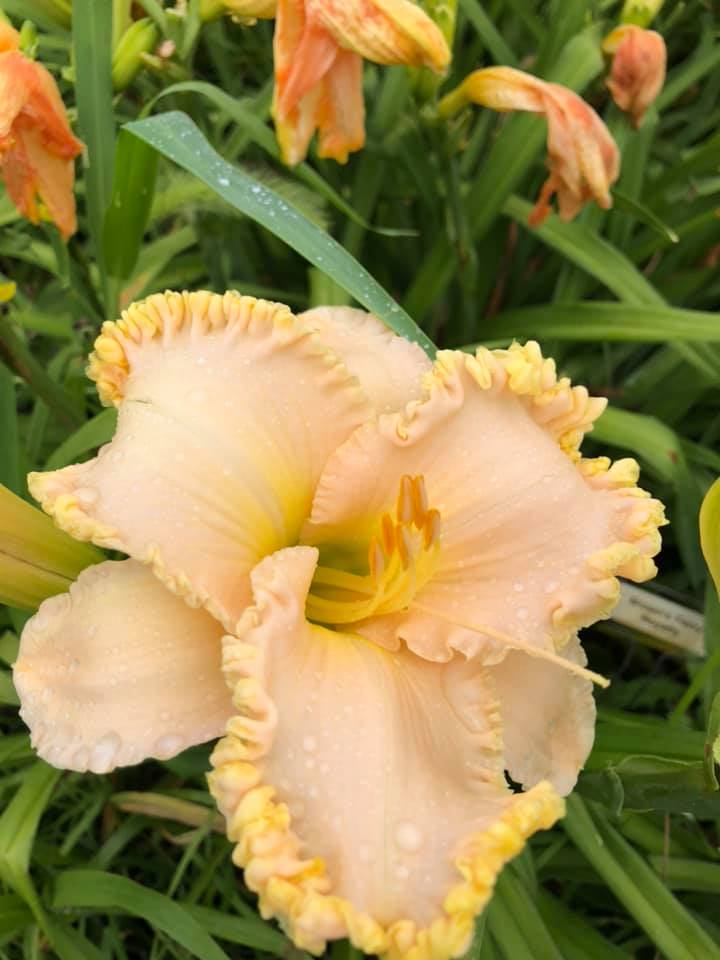 Brown's Ferry Royalty  Daylily Perennial Plant