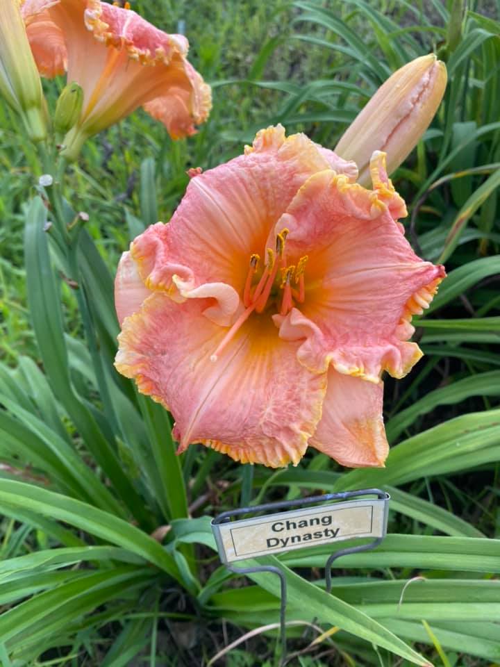 Chang Dynasty Daylily Perennial Plant