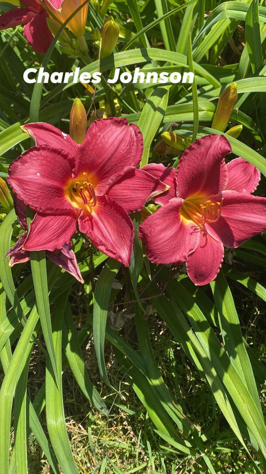 Charles Johnston Daylily Perennial Plant