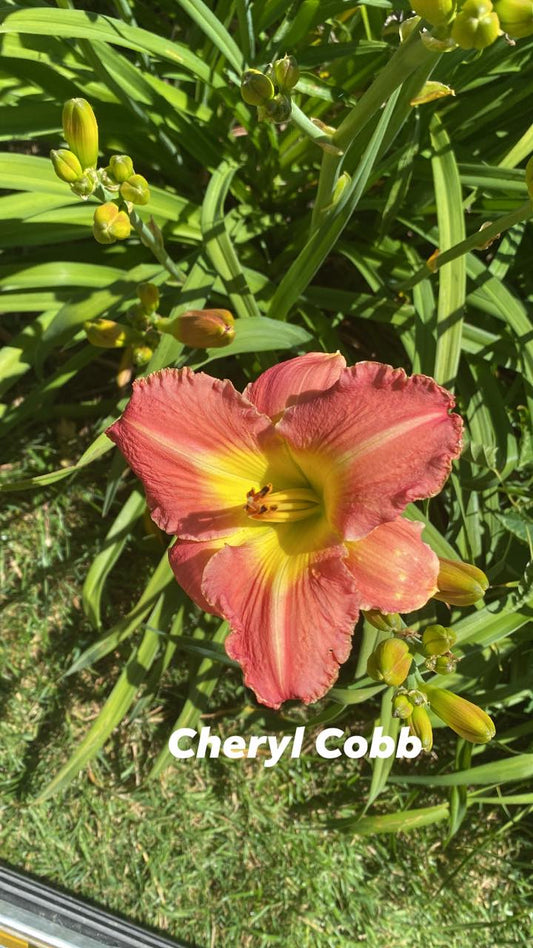 Cheryl Cobb Daylily Perennial Plant