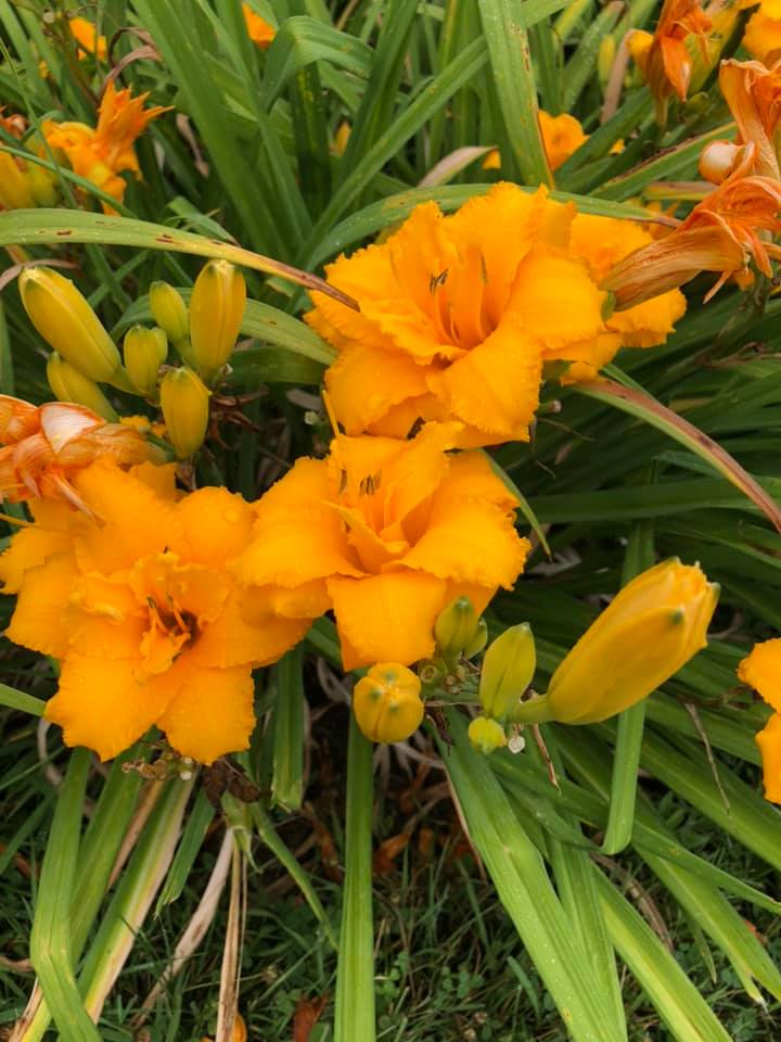 Condilla Daylily Perennial Plant