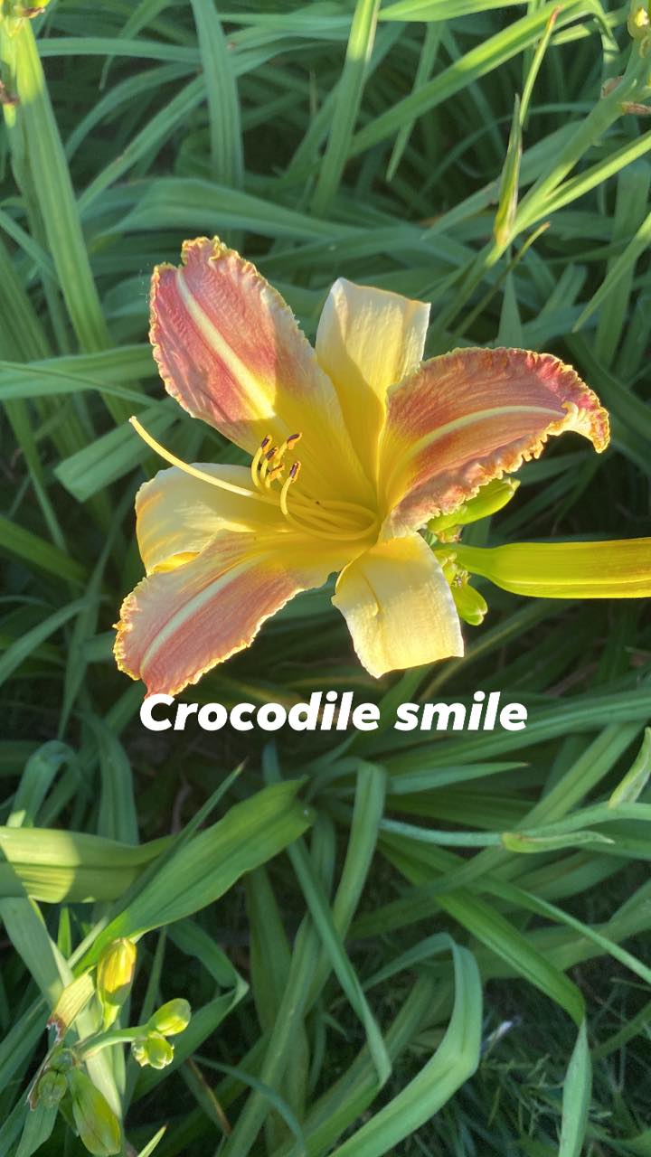 Crocodile Smile Daylily Perennial Plant