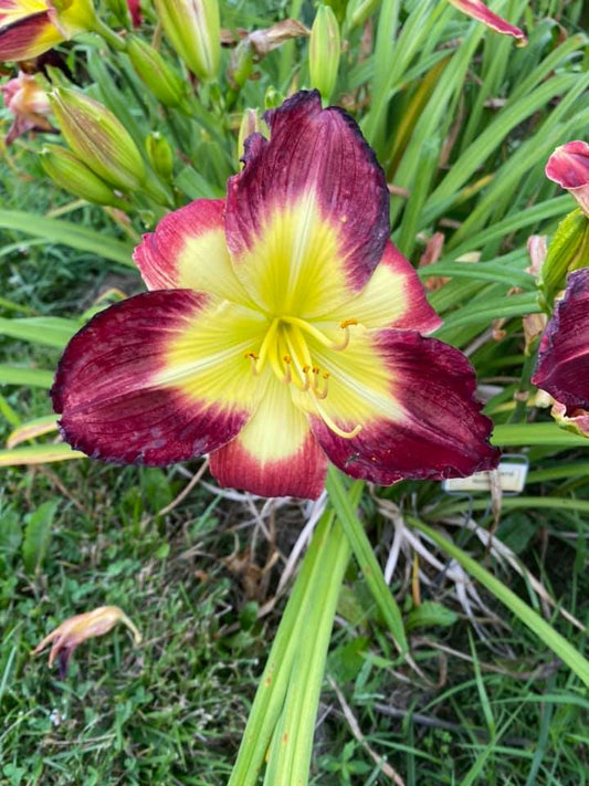 Daniel Howard Norris Daylily Perennial Plant