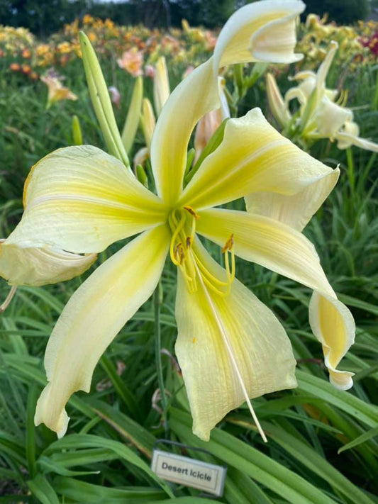 Dessert Icicle Daylily Perennial Plant