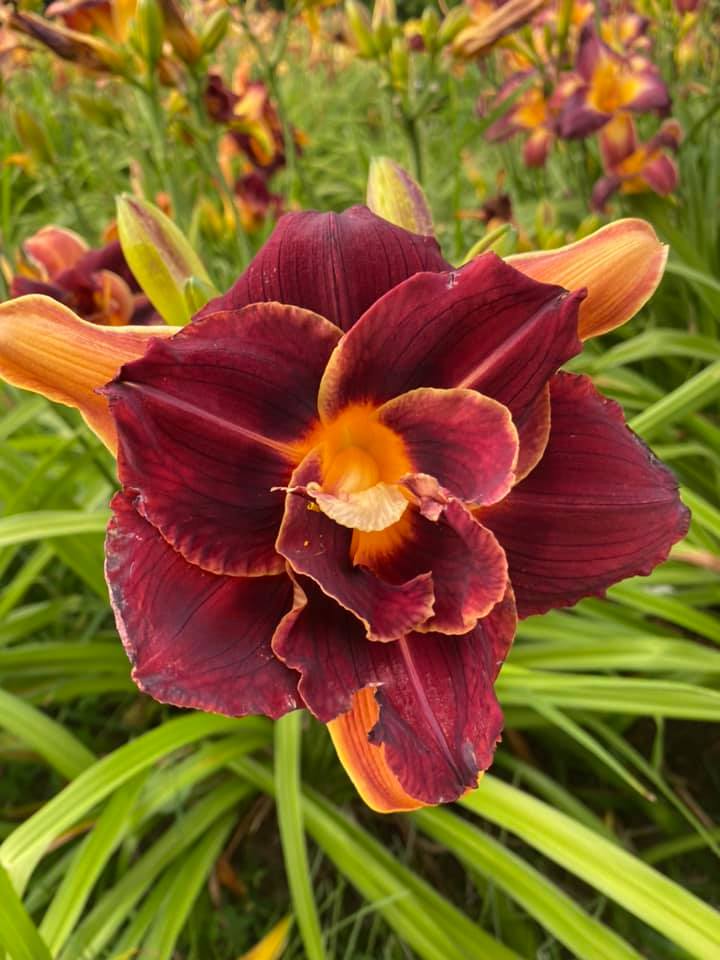 Douglas' Debate Daylily Perennial Plant