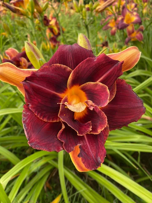 Douglas' Debate Daylily Perennial Plant