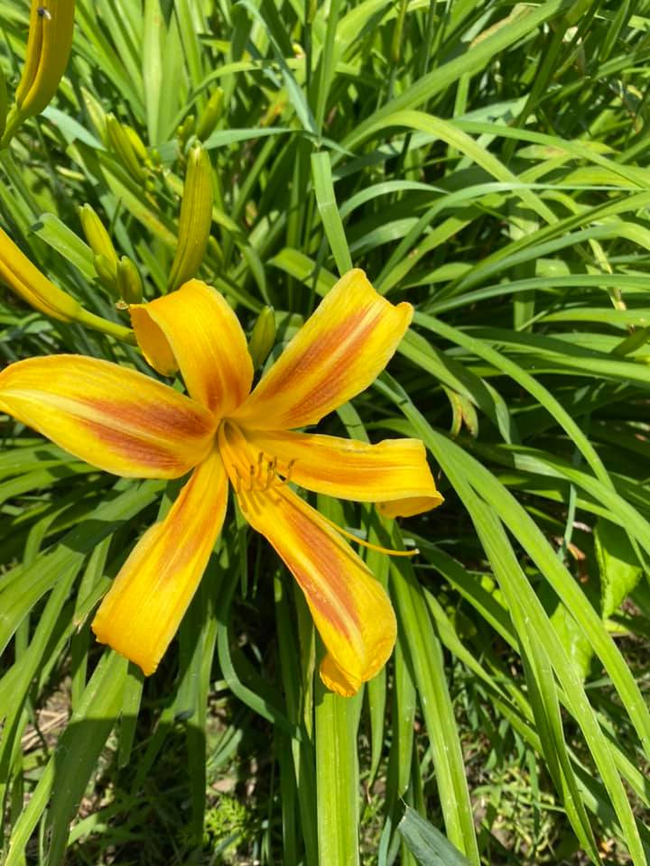 Early Alibi Daylily Perennial Plant