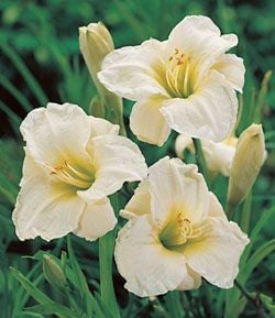 English Cameo Daylily Perennial Plant