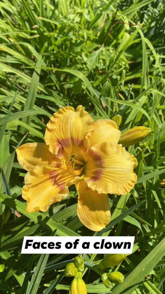 Faces of a Clown Daylily Perennial Plant