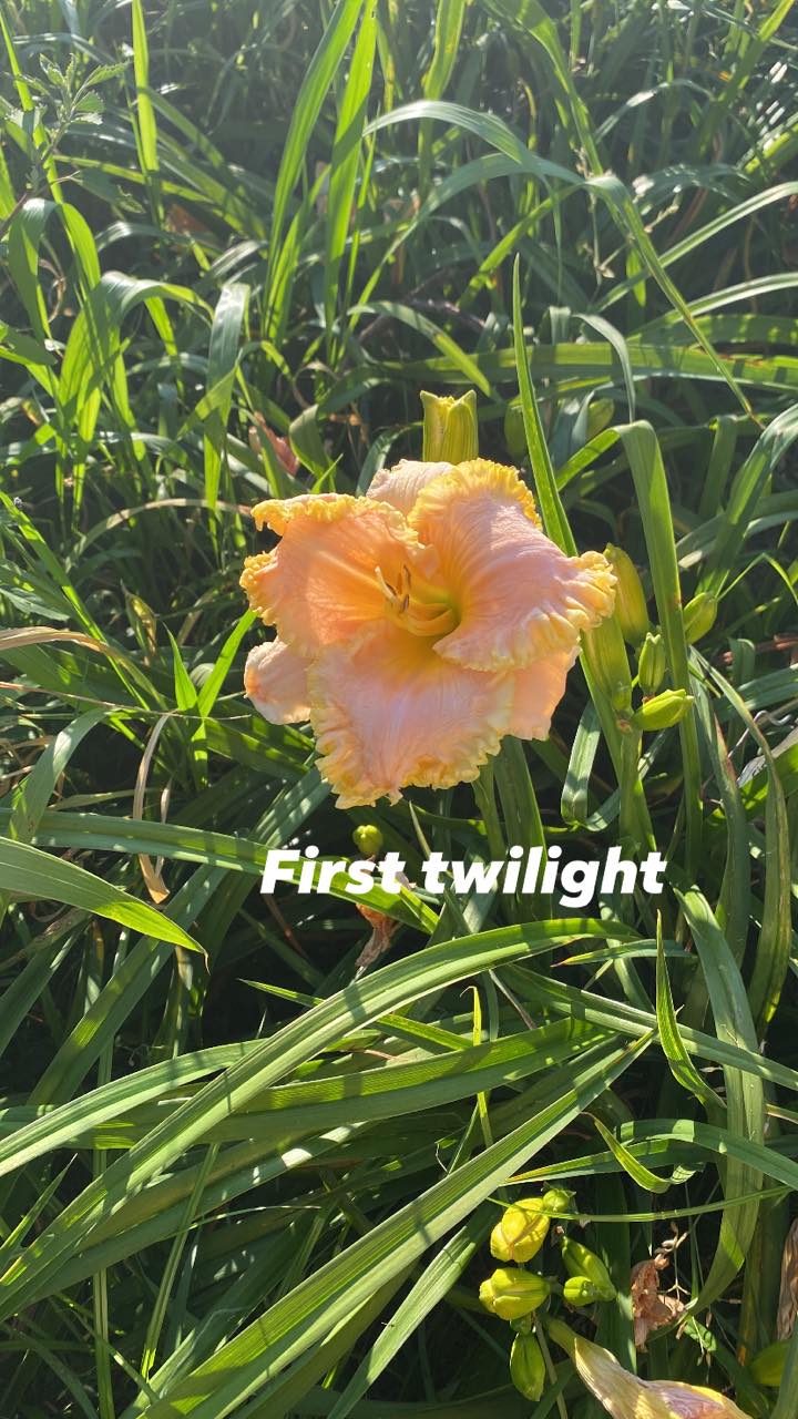 First Twilight Daylily Perennial Plant