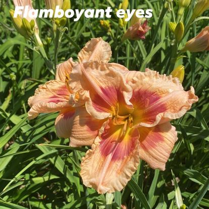 Flamboyant Eyes Daylily Perennial Plant