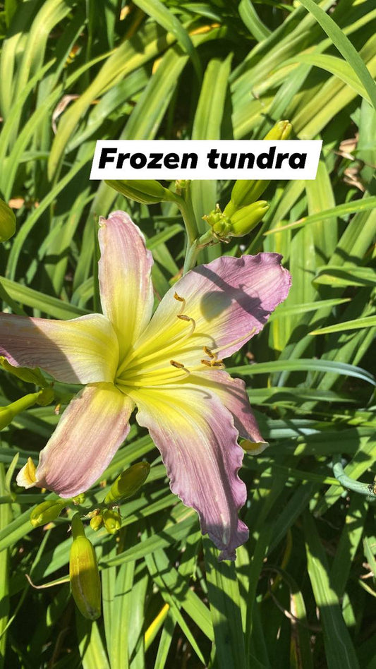 Frozen Tundra Daylily Perennial Plant