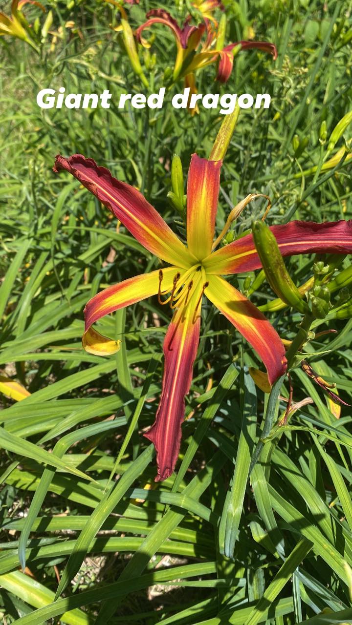 Great Red Dragon Daylily Perennial Plant