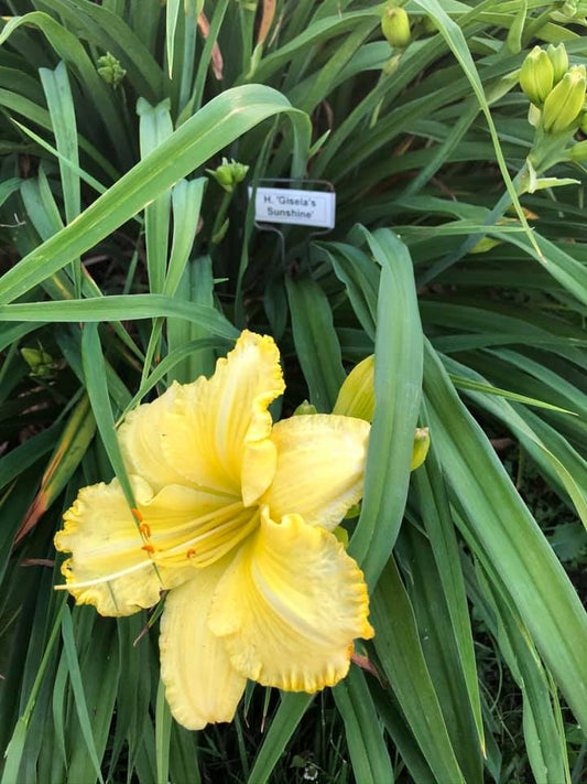 Gisela's Sunshine Perennial Daylily Plant