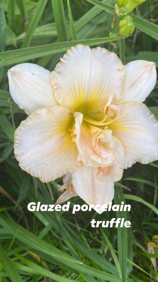 Glazed Porcelain Truffle Daylily Perennial Plant