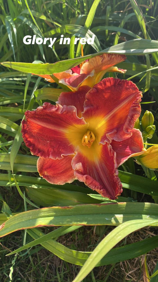 Glory in Red Daylily Perennial Plant