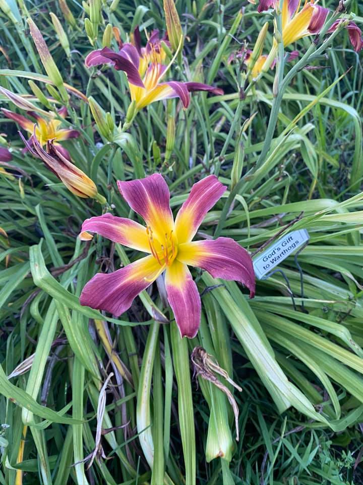 God's Gift to Warthogs Perennial Daylily Plant