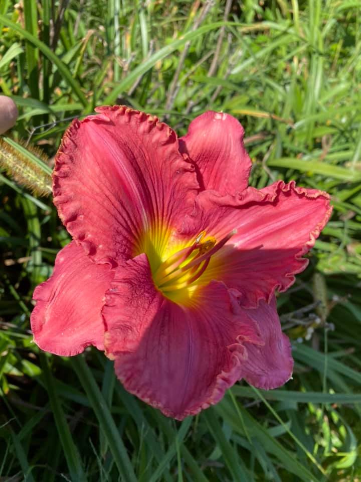 In the Heart of it All daylily Perennial Plant