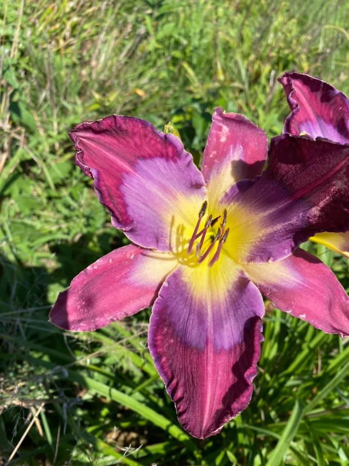 Kama Sutra Daylily Perennial Plant