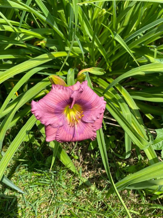 Lavender Blue Baby Daylily Perennial Plant