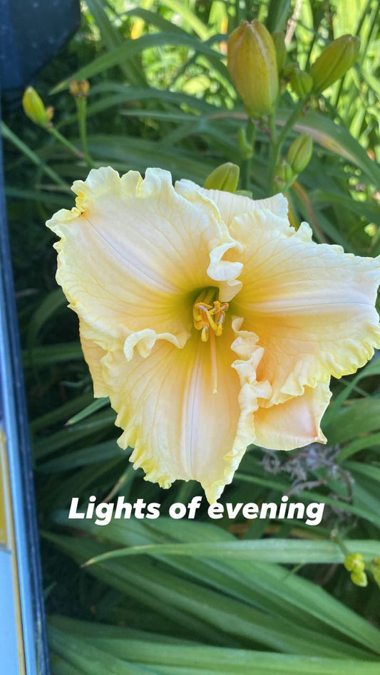 Lights of Evening Daylily Perennial Plant