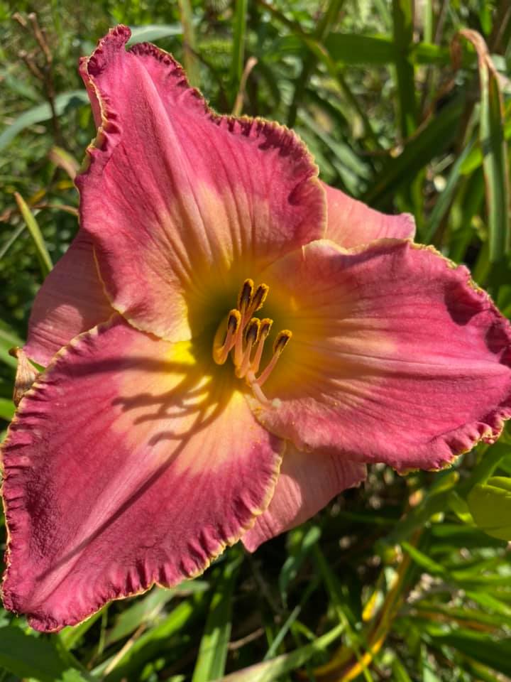 Mabou Daylily Perennial Plant