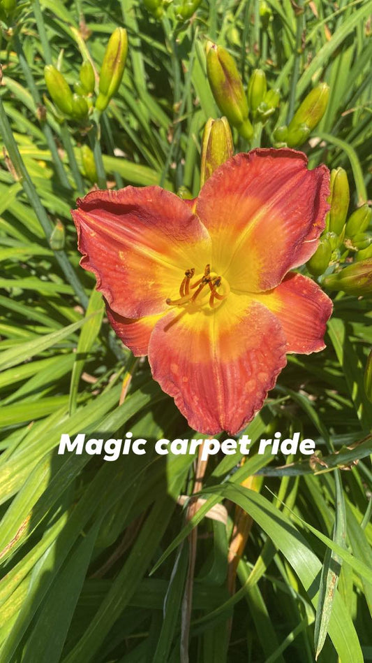 Magic Carpet Ride Perennial Daylily Plant