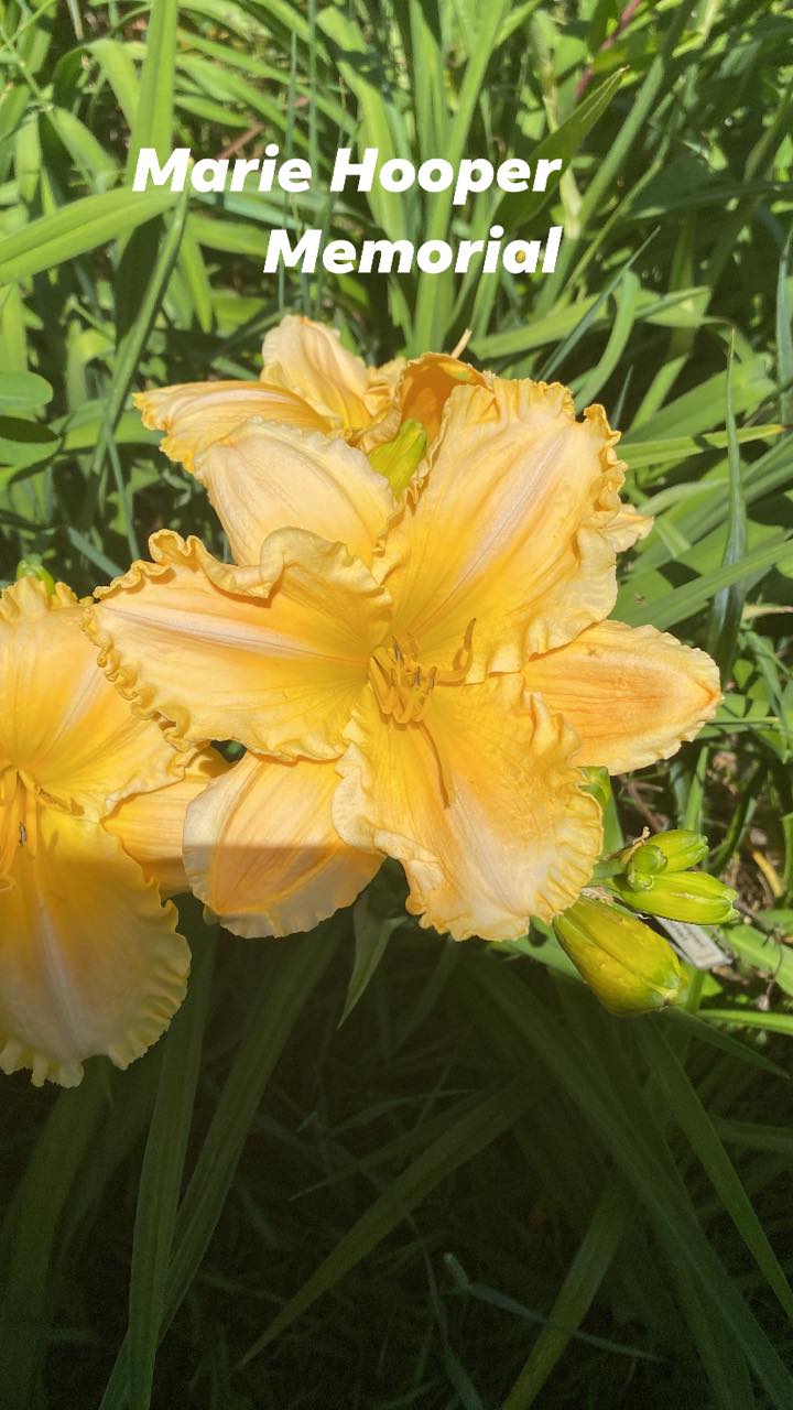 Marie Hooper Memorial Daylily Perennial Plant