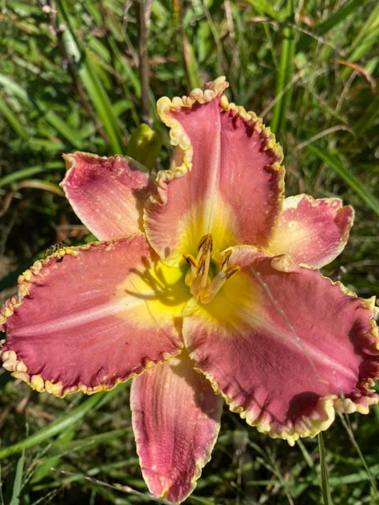 Maxfield Parrish Daylily Perennial Plant