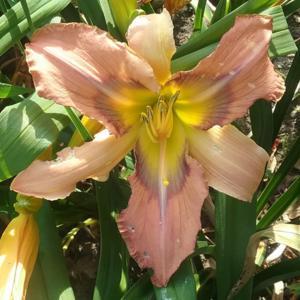 Metallic Blue Eyes Daylily Perennial Plant