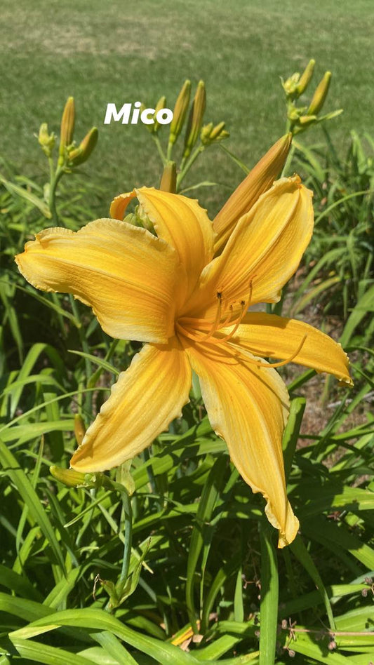 Mico Daylily Perennial Plant