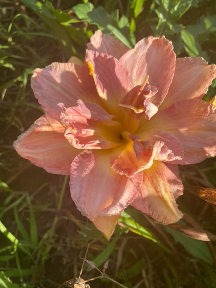 Modern Marvel Daylily Perennial Plant