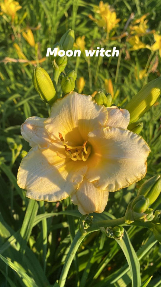 Moon Witch Daylily Perennial Plant