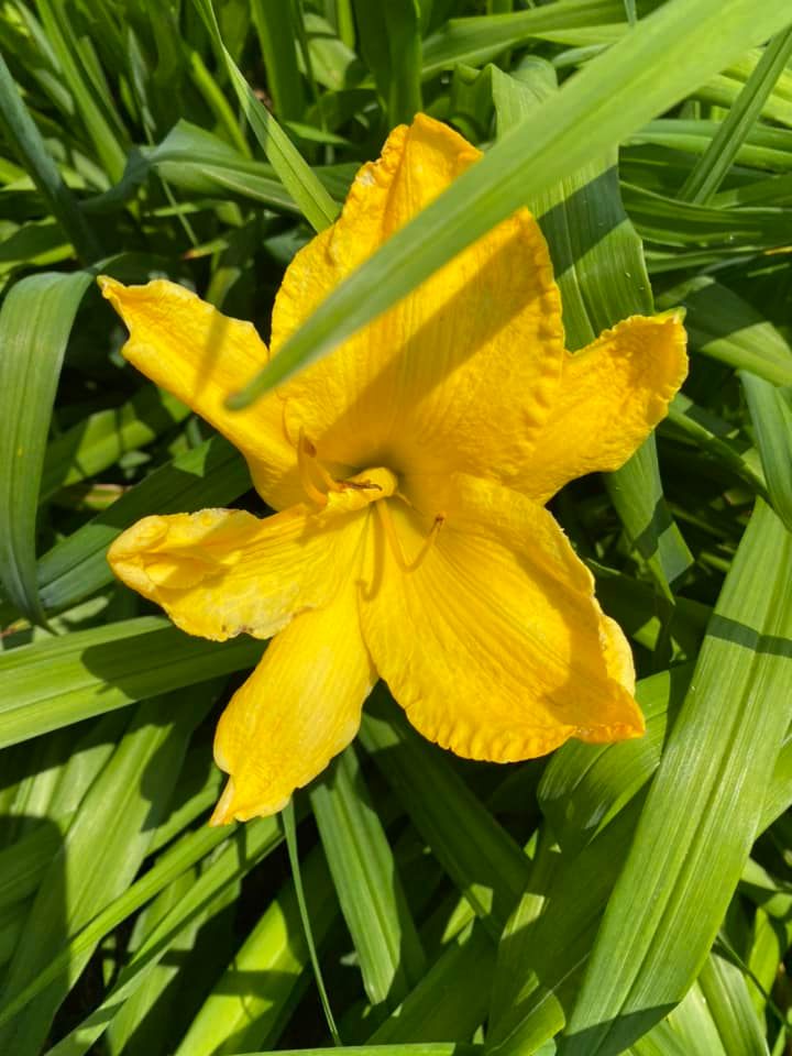 Mr. Obvious Daylily Perennial Plant