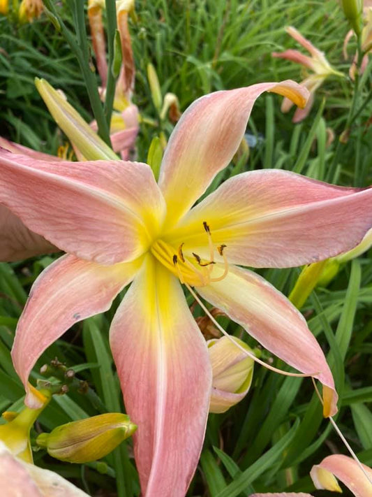 Mystic Delight Daylily Perennial Plant