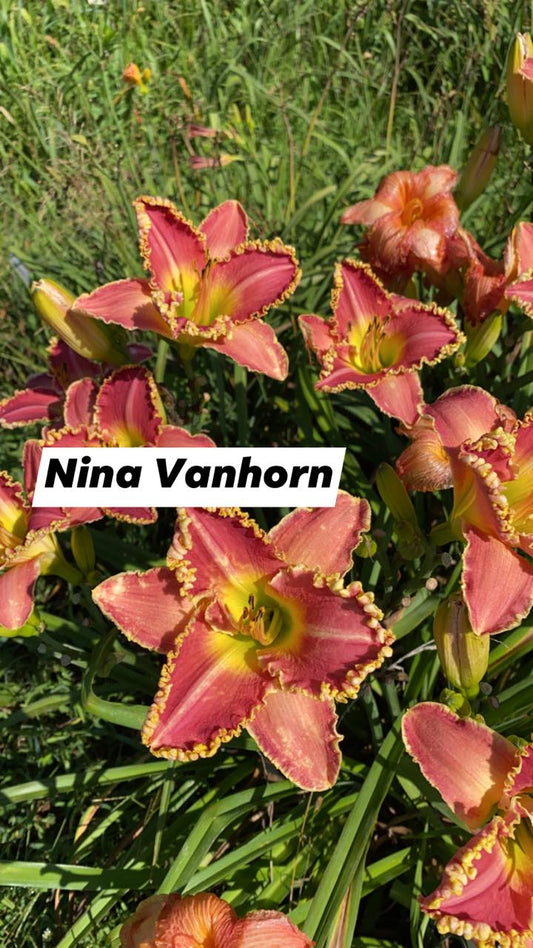 Nina Vanhorn Daylily Perennial Plant