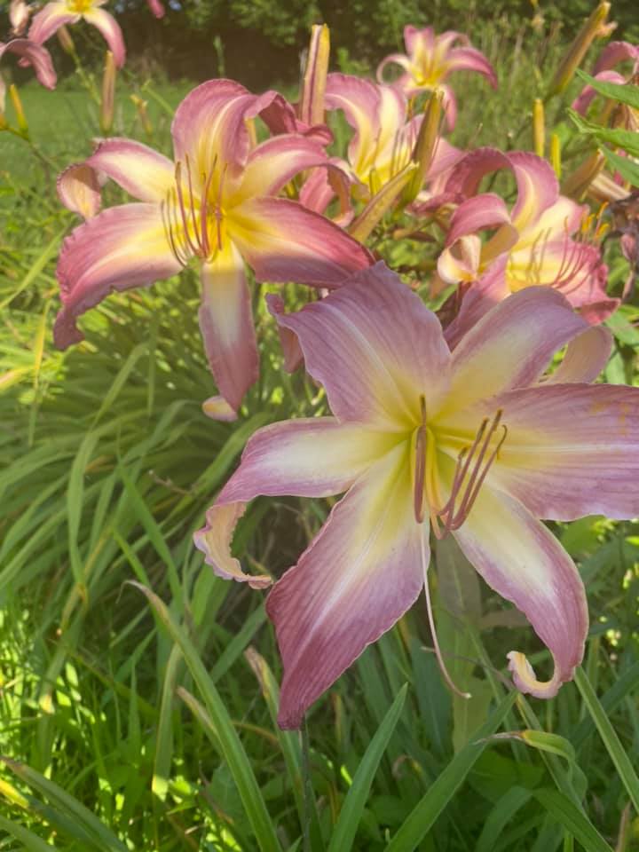 North Wind Dancer Daylily Perennial Plant