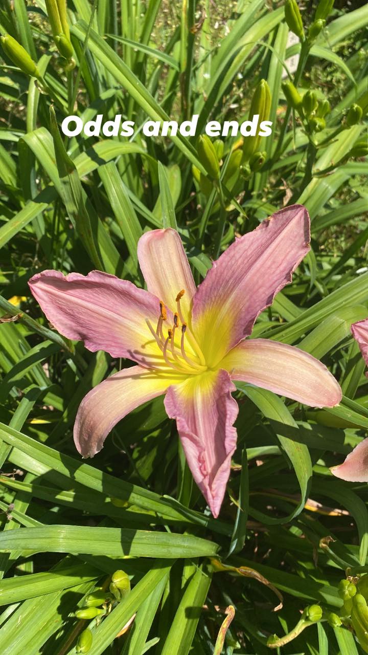 Odds and Ends Daylily Perennial Plant