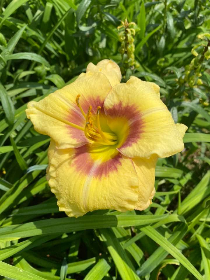 Ornamental Focus Daylily Perennial Plant